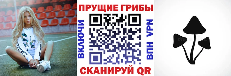 площадка как зайти  Светлогорск  Галлюциногенные грибы Psilocybine cubensis 